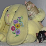 fabric softener