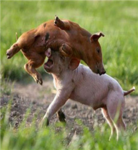 fighting bacon pigs
