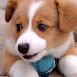 Dog Life BETA