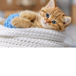 chatons