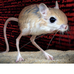 Rodent Sacrifice Cult
