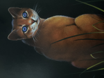 Warrior cats the awakening