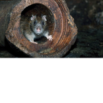 sewer Rats only