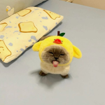 Beautiful Garfield