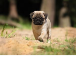 Pug liffe