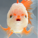 The Fishy Fan Club