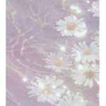 D a i s y s <3