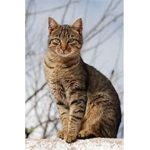 catsarecuute1