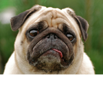 dogs combined