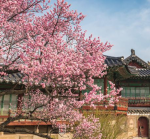 야옹이 -
