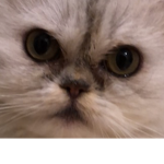 fluffy cats