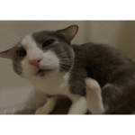 soggy cat (dry)