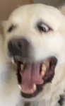 Beastly YT