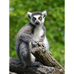 Lemur Life