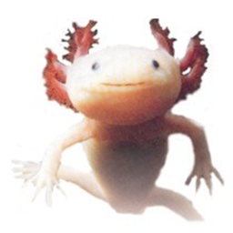 axolotl hang out