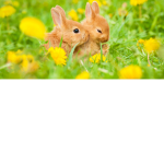 #cool_baby_bunnies!