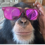 chimps not simps