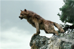 Werewolves fan club