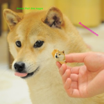 Doges forever INC.