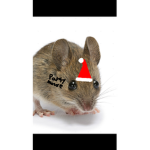 Party Mouse Yt Group