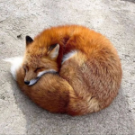 fox-communitys