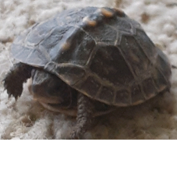 HOME (TURTLE)