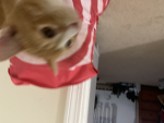 Ollie creates