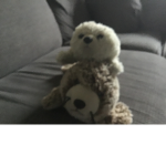 Sealions and seals