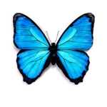 Sky Blue Butterfly's