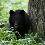 THE BLACK BEAR'S