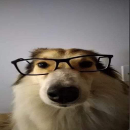 Catálogo que devolve robux