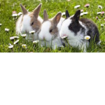 - bunni house -