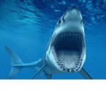 SharksForLife116