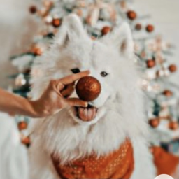 ⋆ ˚⋆୨🎅🏻୧˚