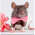 Bootiful Rats only
