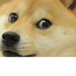 Doge fan and airplanes fans