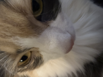 Kittyykatt