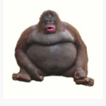 happy monke group