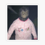 i like monkey ###### ######