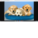 Dog Pillow Squad