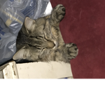 RUBUX-