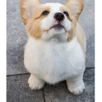 Corgi Dimension