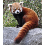 Panda rosso team!