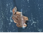 Song wings