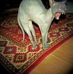 toothfile