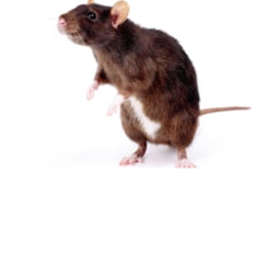 rat speech hangout