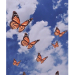 HewoButterflys