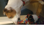 Good_dogs