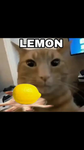Your Average Lemon Cult :]