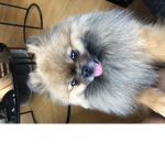 Pomerani